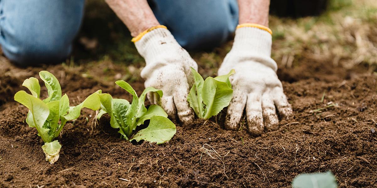Hände mit Handschuhen, die einen kleinen Salat in die Erde einpflanzen